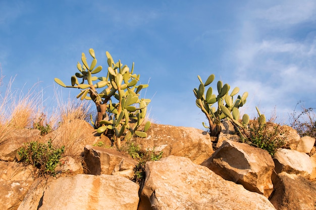 Groene cactussen in het zonsonderganglicht