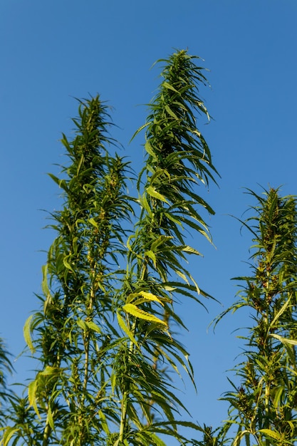 Groene cannabismarihuanaplant in een veld