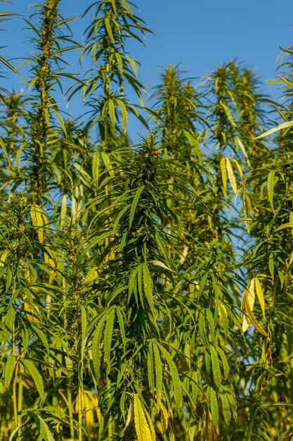 Groene cannabismarihuanaplant in een veld