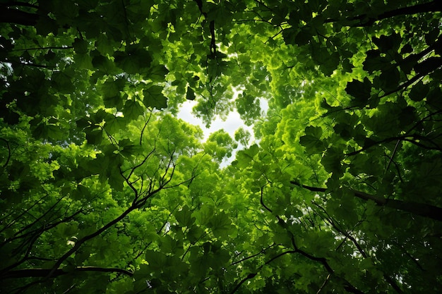 Groene canopy boven hoofd groene landschapsfoto