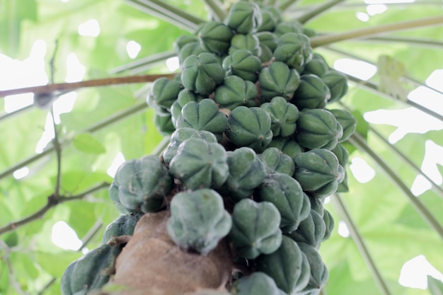 Groene carica fruit nog steeds aan de boom Dieng