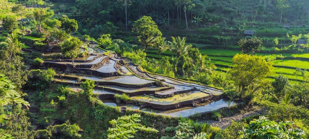 Groene cascade rijstveldplantage op Bali, Indonesië