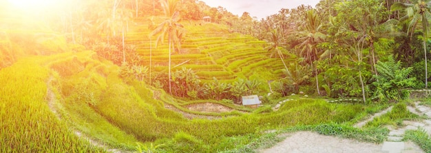 Groene cascadepadieveldaanplanting bij Tegalalang-terras. Bali, Indonesië. met zonlicht