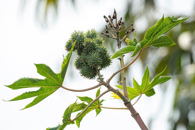 Groene Castor Bean Plant