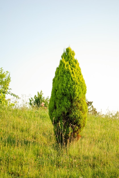 Groene cederboom