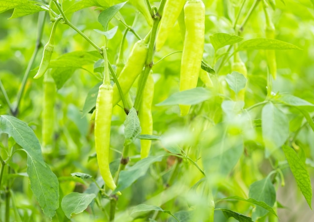 Groene chili groeit in de tuin.