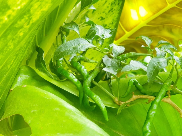 Groene chili in de tuin achtergrond natuur en behang