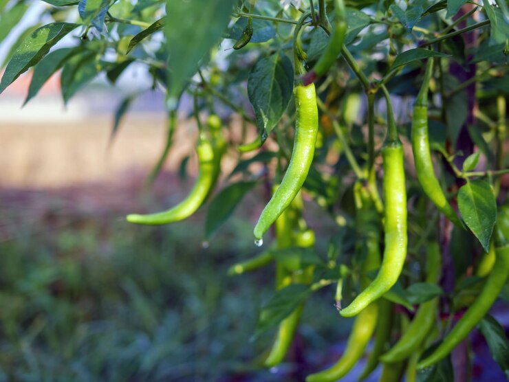 Groene chilipeper in de tuin biologische groene chilipeper die groeit op chiliboom