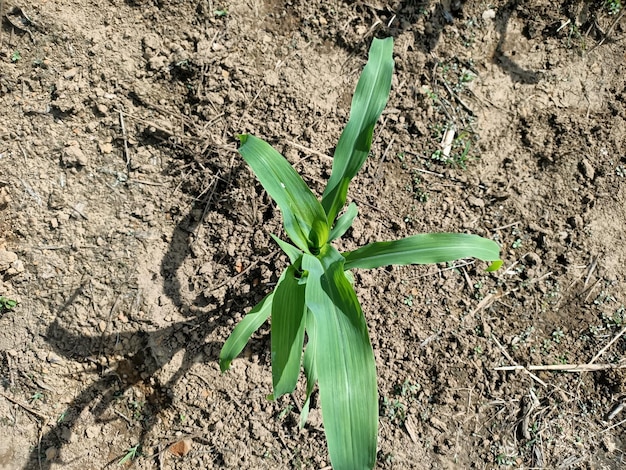 Groene chilipepers aan de boom in de tuin