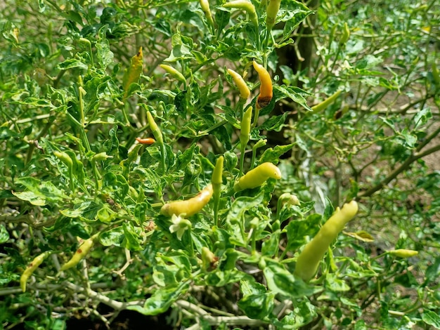 Groene chilipepers aan de boom in de tuin