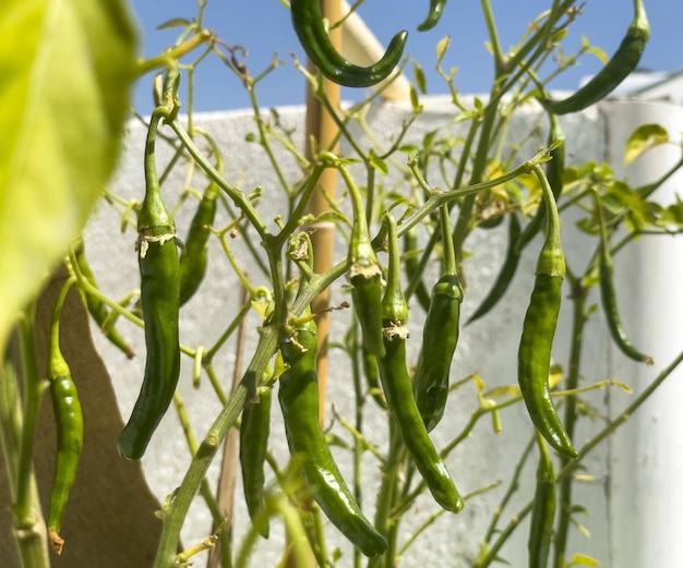 Groene chilipepers in de tuin