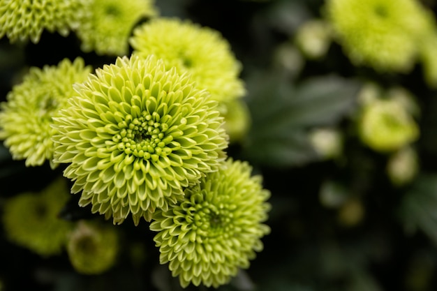 Groene chrysantenclose-up.