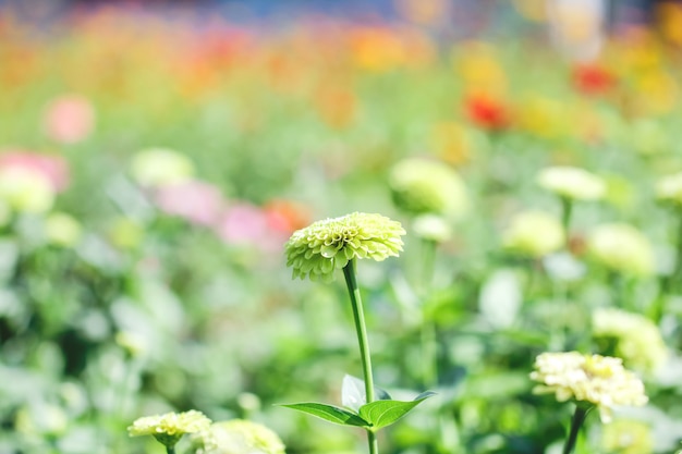 Groene chrysanthemum