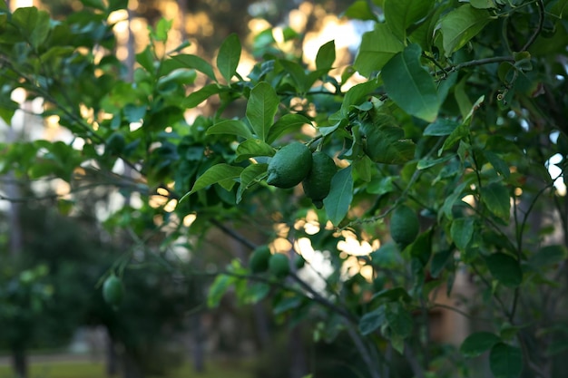 groene citroen aan de boom