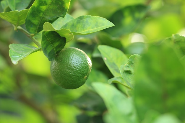 Groene citroenen