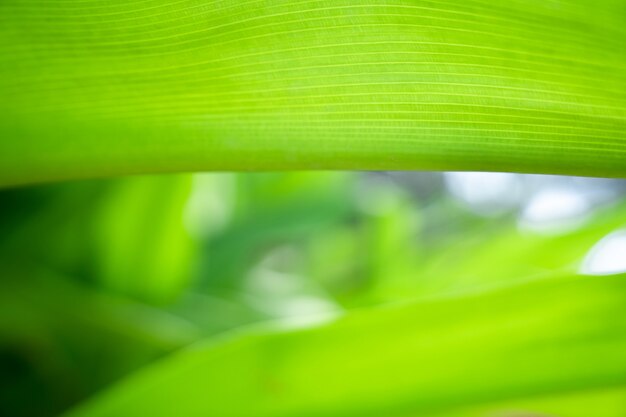 Groene close-up natuur groot blad in ontspannen sfeer en toon met vloeiende curve en lijn op de rand van het blad.