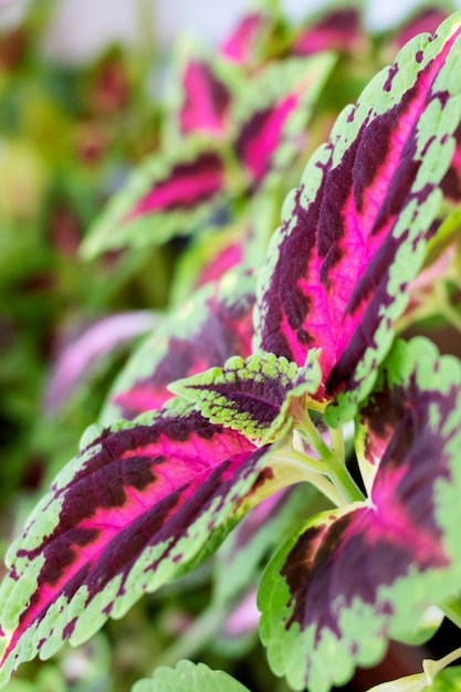 Groene coleus in een pot op een vensterbank