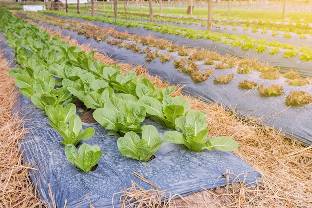 Groene cos plot in biologische boerderij