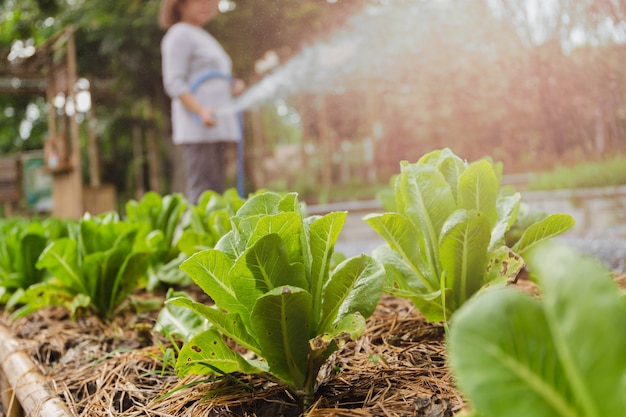 Groene cosla die in een boerderij groeit.