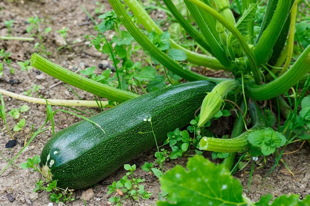 Groene courgette in de tuin Courgette kweken in een moestuin