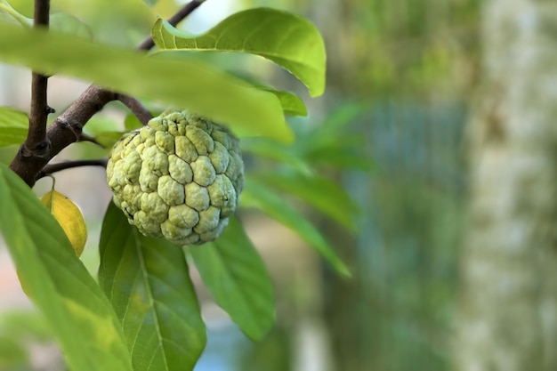 groene custardappelboom in de tuin of cherimoya-planten die van toepassing zijn op banners en posters