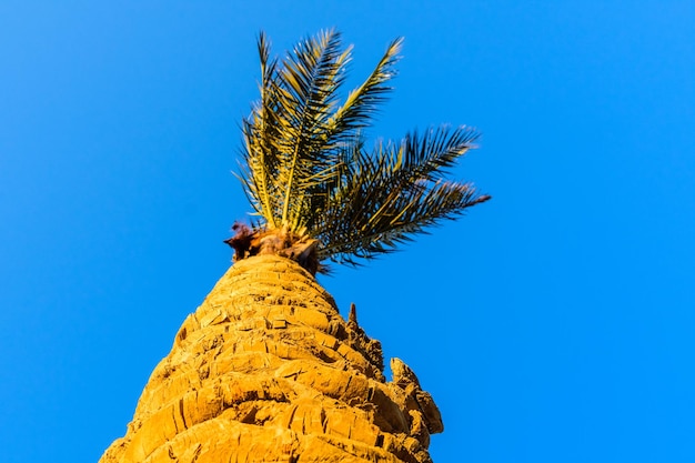 Groene dadelpalm tegen de blauwe lucht omhoog kijkend