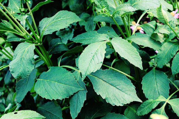 Groene dahlia's bladeren buiten zomertuin achtergrond