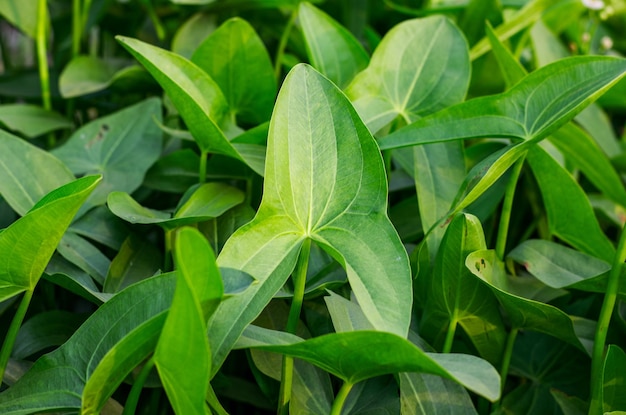 Groene decoratieve bladeren close-up met fel zonlicht