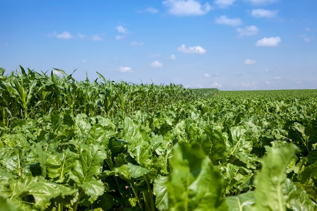 Groene delen van de suikerbietenplant in het zomerseizoen op een landbouwveld, bietentoppen voor de suikerproductie