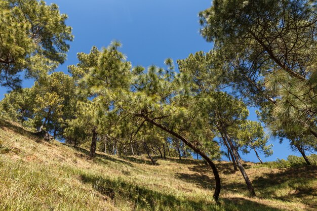 Groene dennen op de berghelling, Dakshinkali Nepal