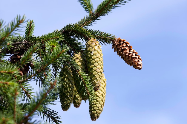 Groene dennenappels aan een boom of bij zonnig weer mooie lange groene kerstkegels