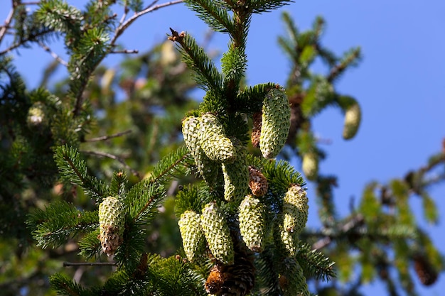 Groene dennenappels aan een boom of bij zonnig weer