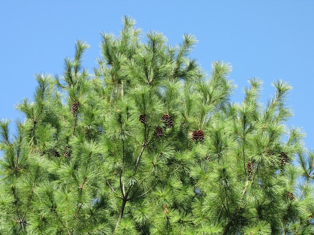 groene dennenappels op een achtergrond van blauwe lucht