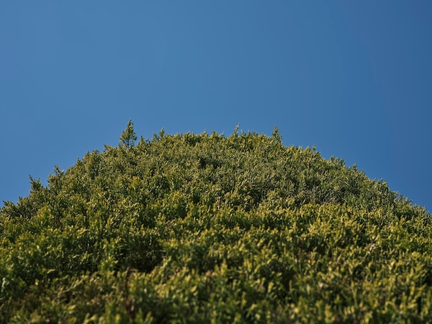 Groene dennenboom en blauwe lucht