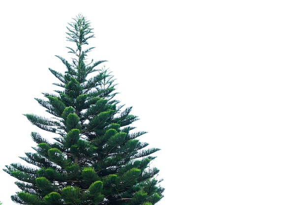 Groene dennenboom geïsoleerd op witte achtergrondkerstboom