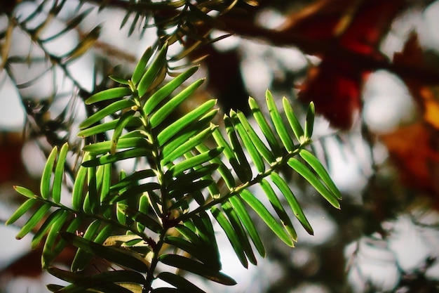 Foto groene dennennaal