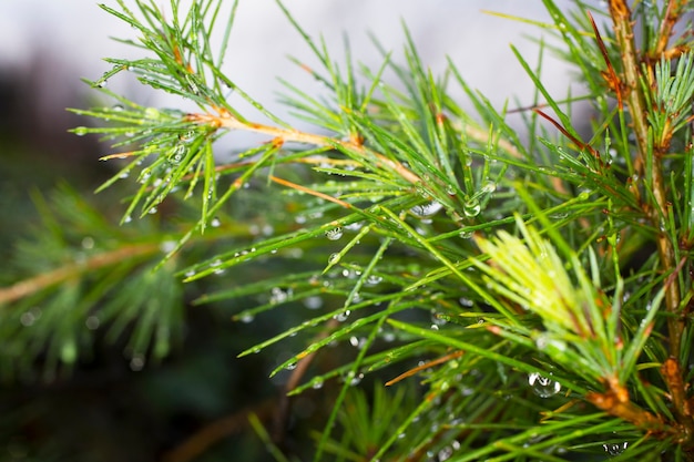 Groene dennentak na regen Groene natuurlijke achtergrond, naaldtakken