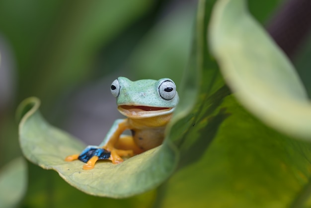 Groene die boomkikker op een blad wordt neergestreken