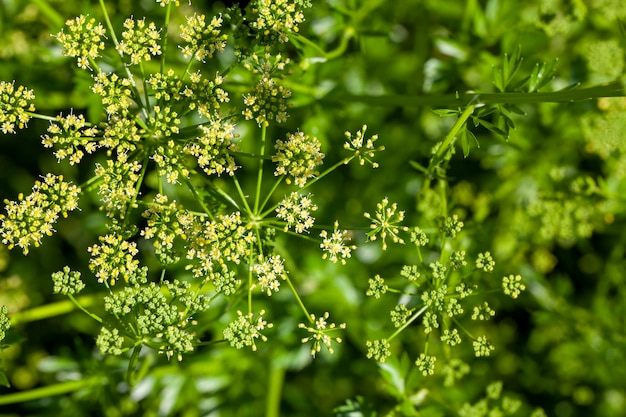 Groene dille op het veld in het zomerseizoen