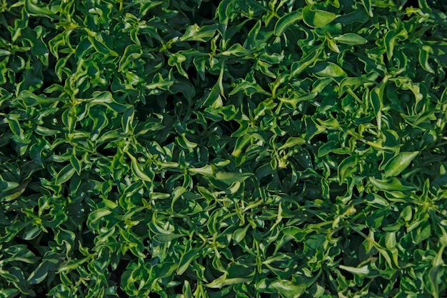 Groene donkere bladtextuur, achtergrond van groene planten.