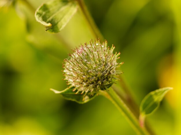 Groene doornendistel met spinnenwebben