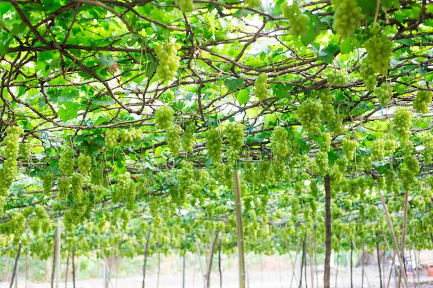 Groene druiven die op een struik, Damnoen Saduk, Ratchaburi-Provincie hangen. Thailand