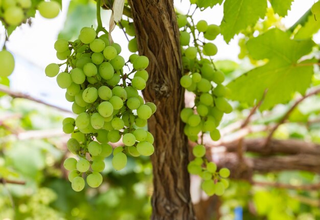 Groene druiven op de wijnstok