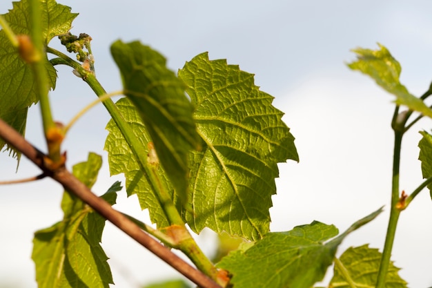 Groene druivenbladeren