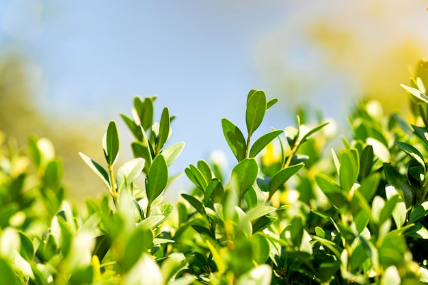 Foto groene ecologische achtergrond groene bladeren in het zonlicht