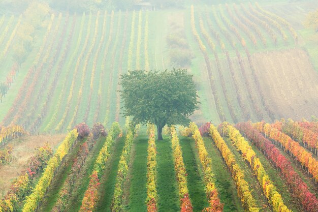 Groene eenzame boom in de mist tussen de wijngaarden. Herfst schilderachtige landschap van Zuid-Moravië in Tsjechië.