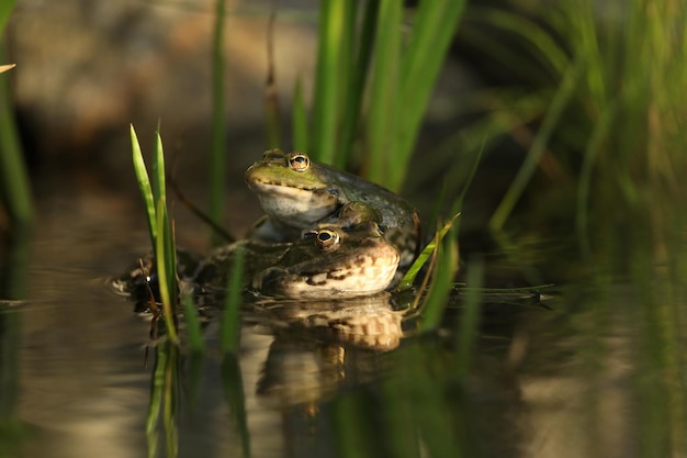 Groene eetbare kikker in het water met gras