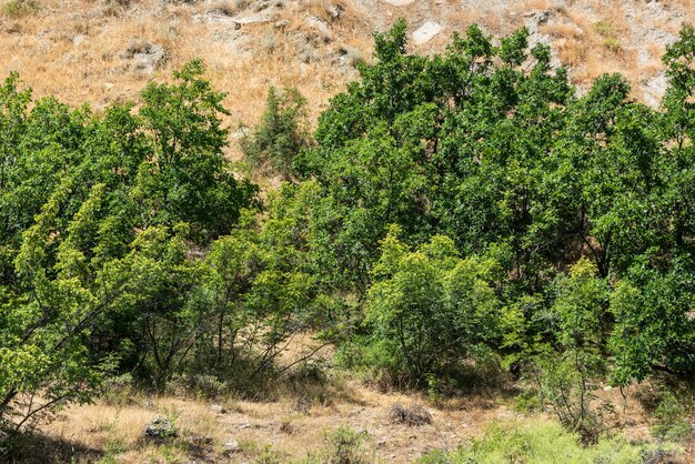 Groene eiken op de berghelling