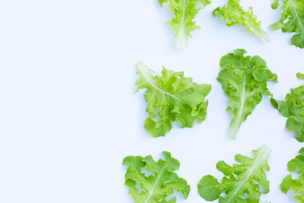 Groene eiken slabladeren op witte ondergrond