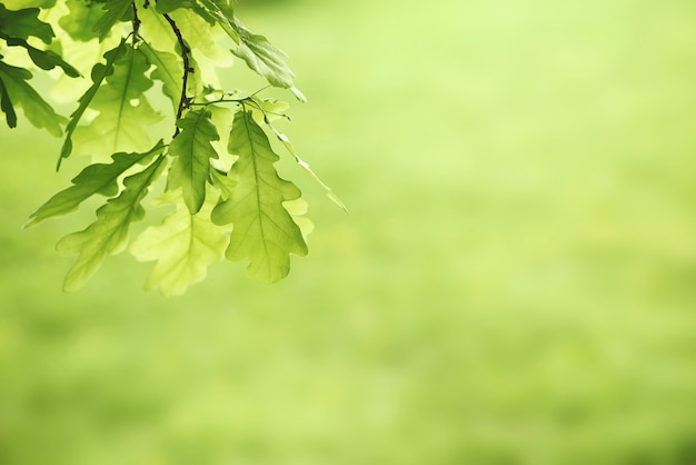 Groene eikenbladeren achtergrond. plant en plantkunde aard textuur